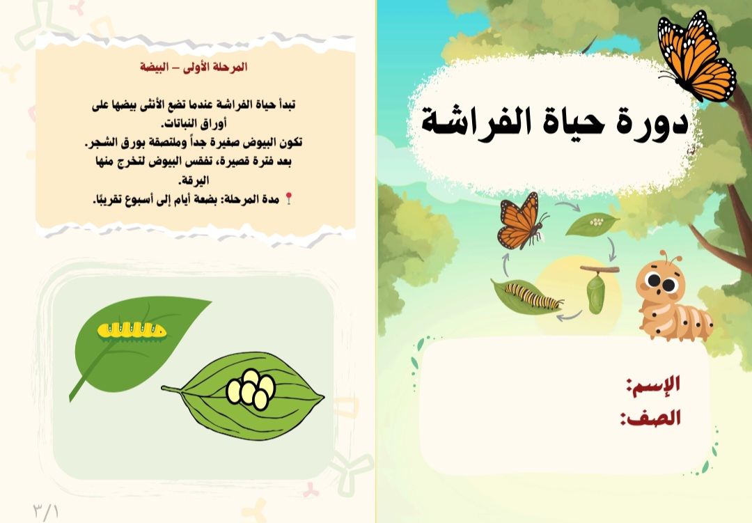 مطوية/علوم/دورة حياة الفراشة