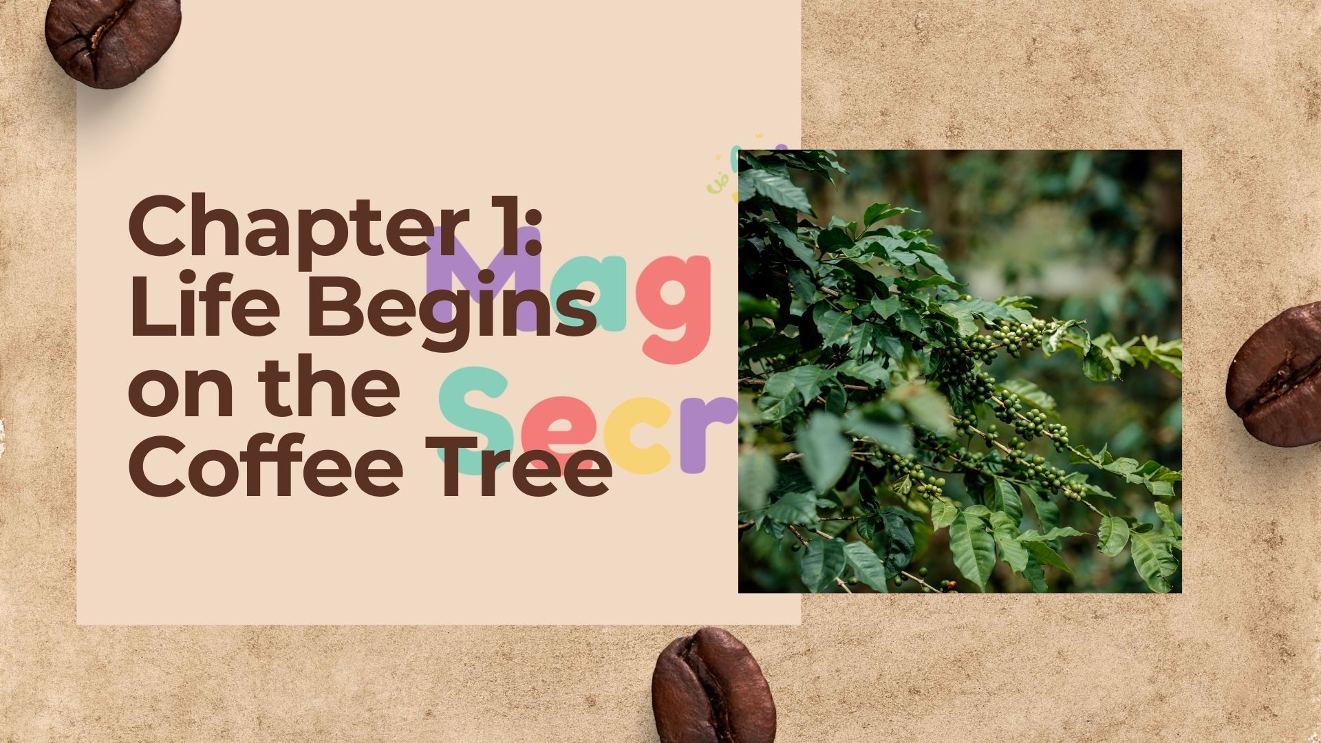 عرض باوربوينت عن تاريخ القهوة باللغة الإنجليزية - The Epic Journey  of a Coffee Bean