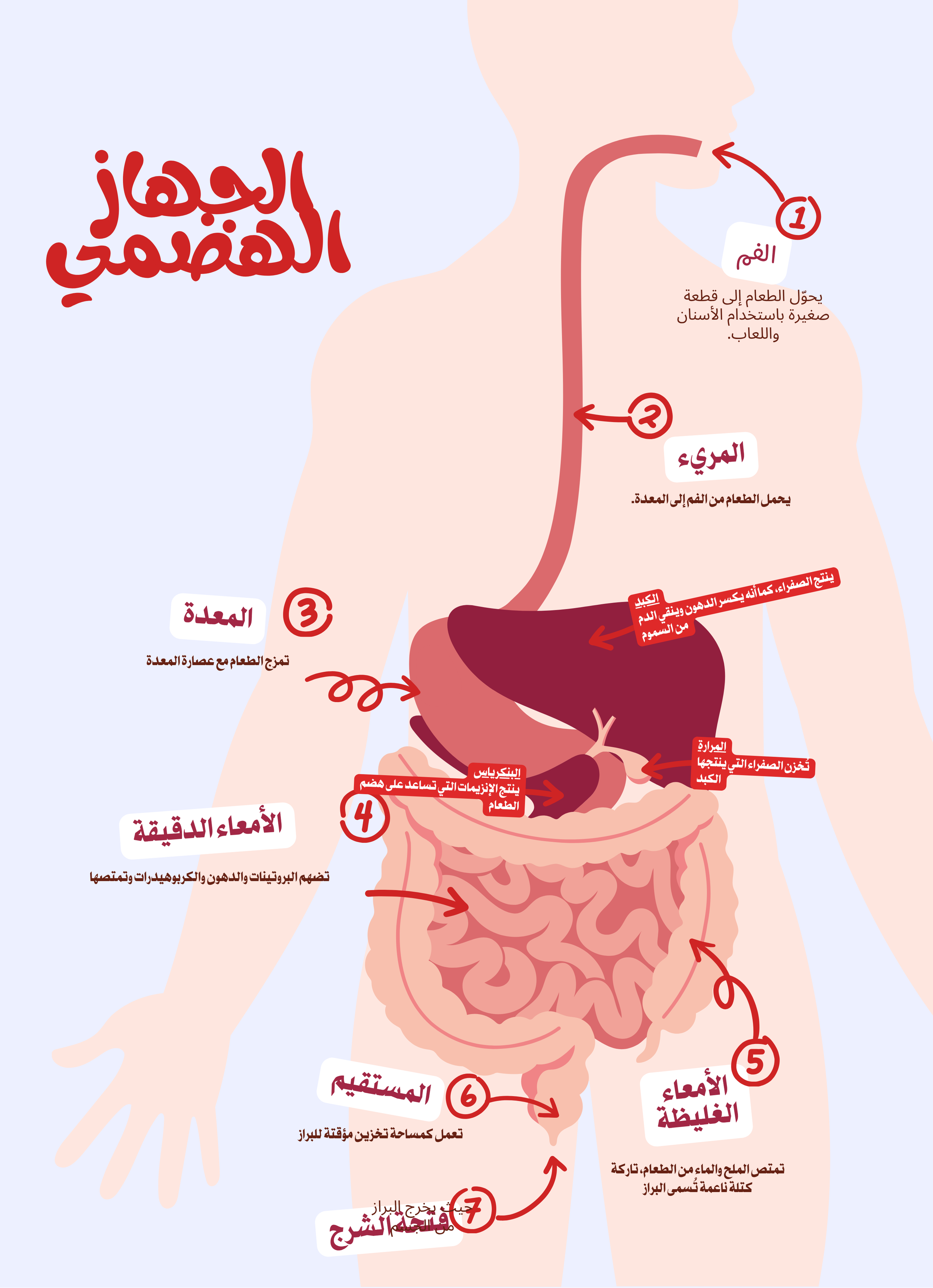 مشروع الجهاز العصبي والهضمي