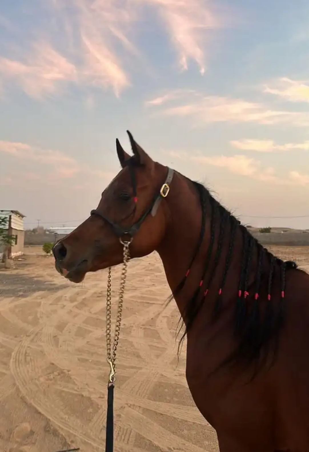 رشمه خيل عربي سلسله