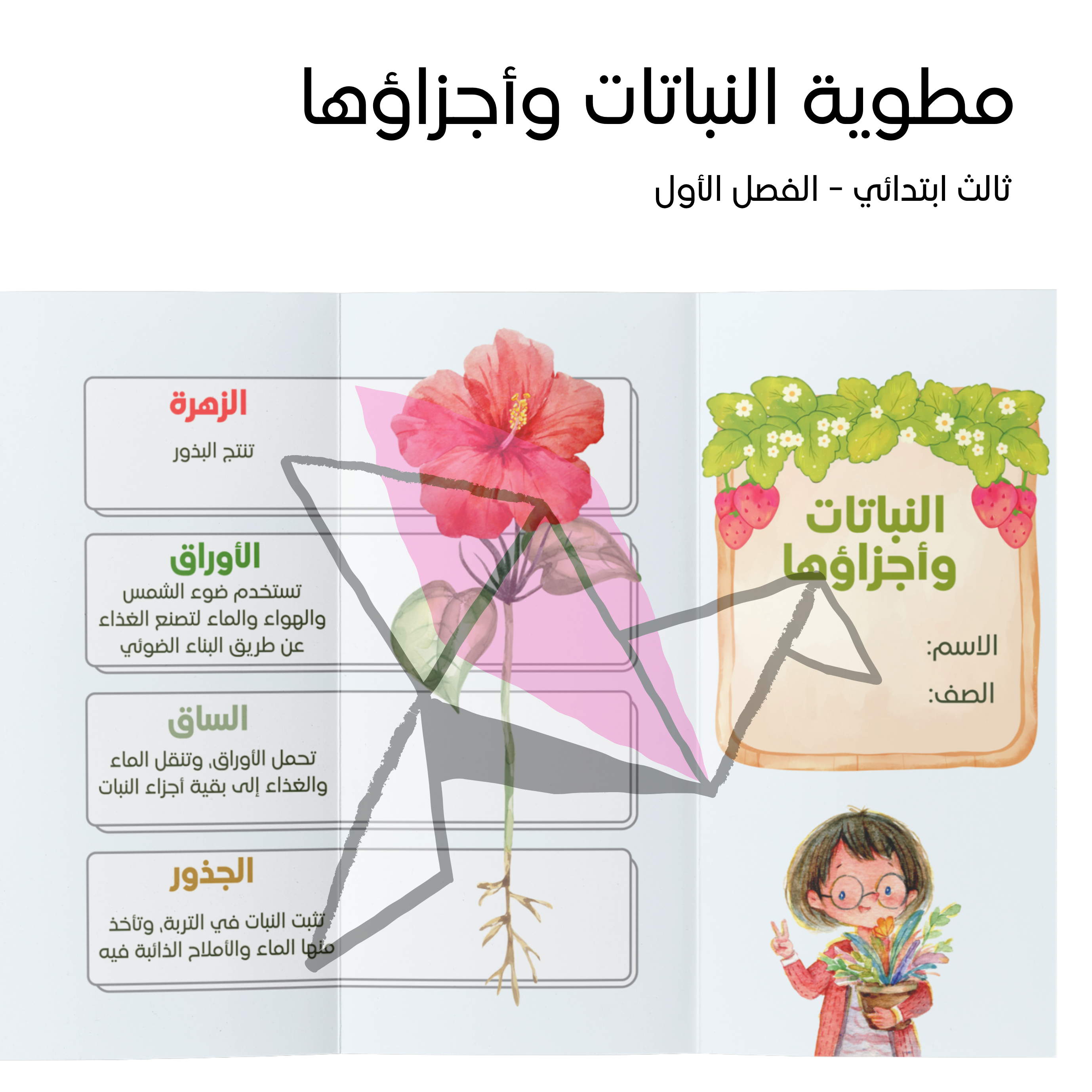 مطوية النباتات وأجزاؤها