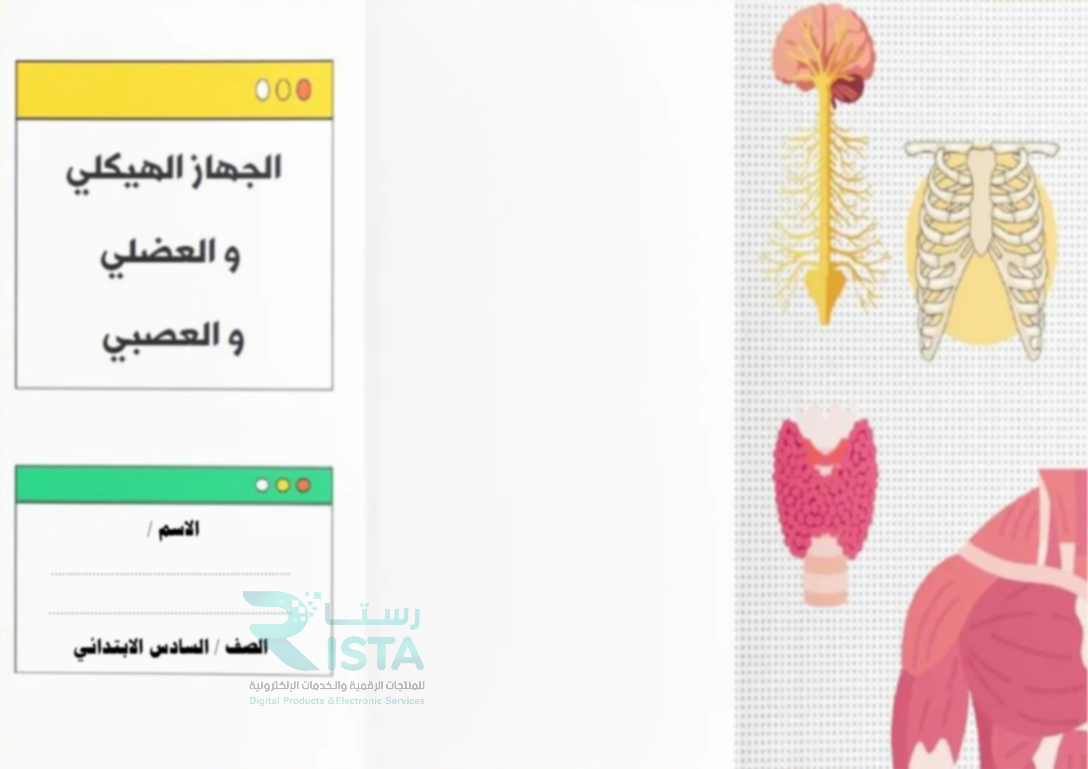 مطوية الجهاز الهيكلي والعضلي والعصبي علوم الصف السادس الإبتدائي