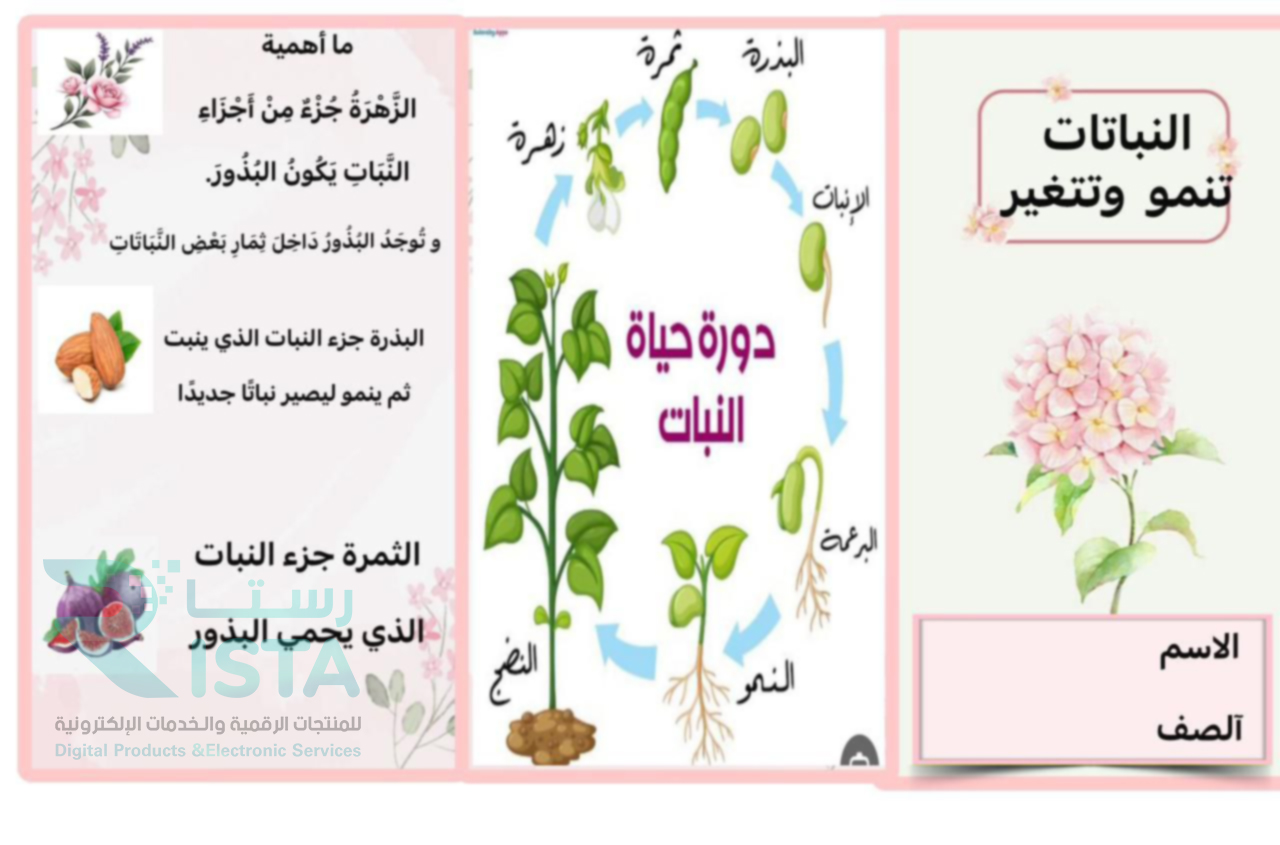 مطوية النباتات تنمو وتتغير علوم الأول الإبتدائي