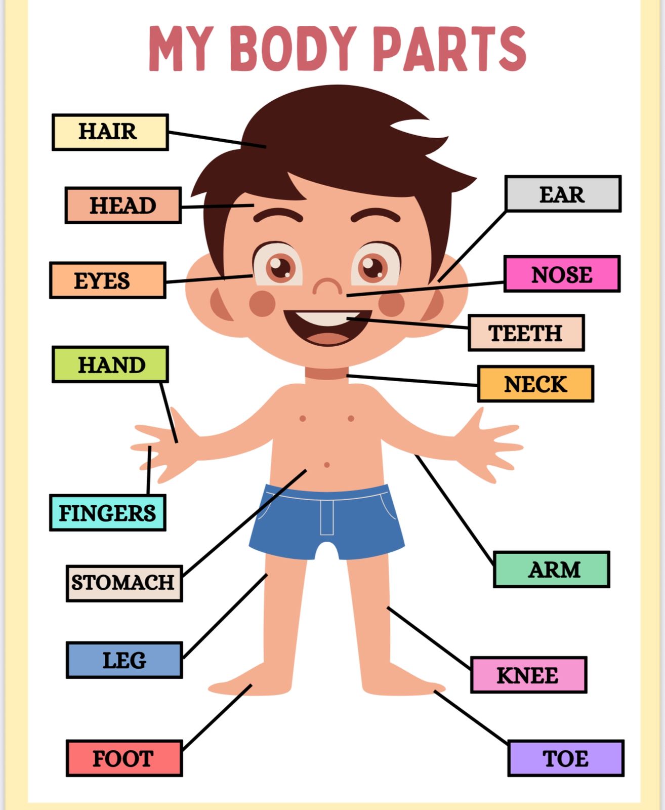 اجزاء الجسم - انجليزي