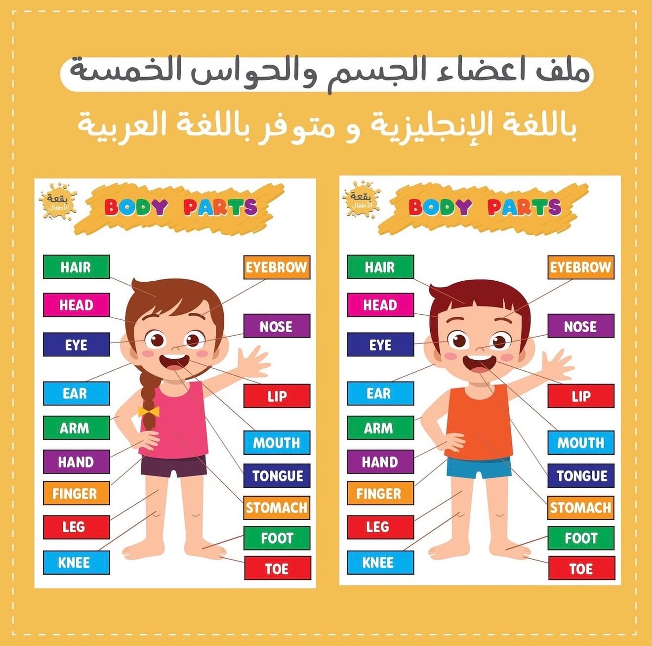 ملف الحواس الخمس واعضاء الجسم باللغة الإنجليزيه ومتوفر ايضاً باللغه العربيه