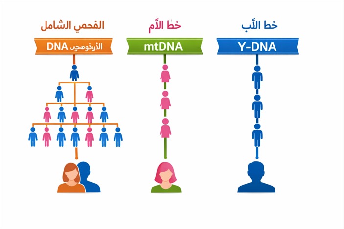 النسب والحمض النووي