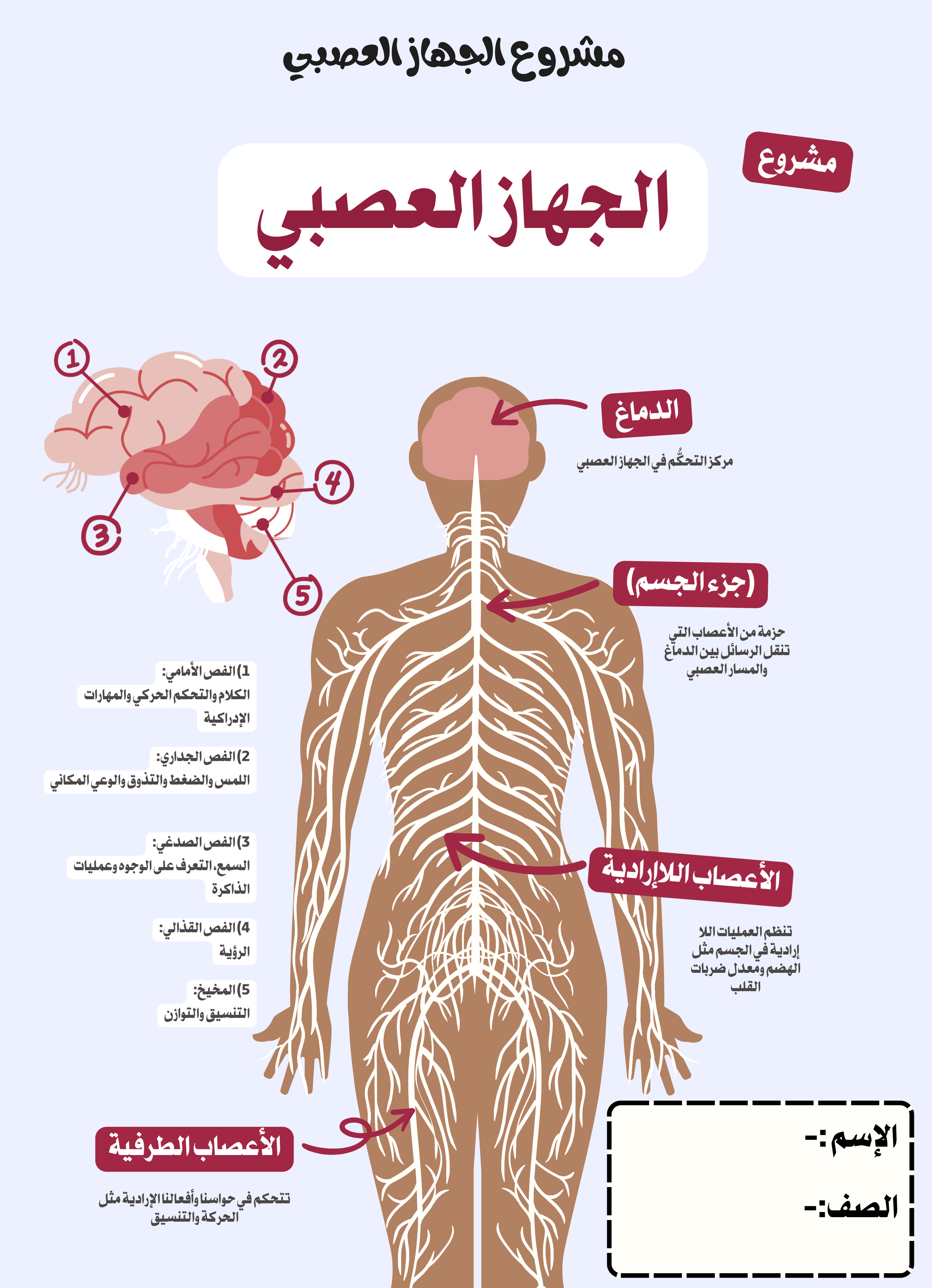 مشروع الجهاز العصبي والهضمي