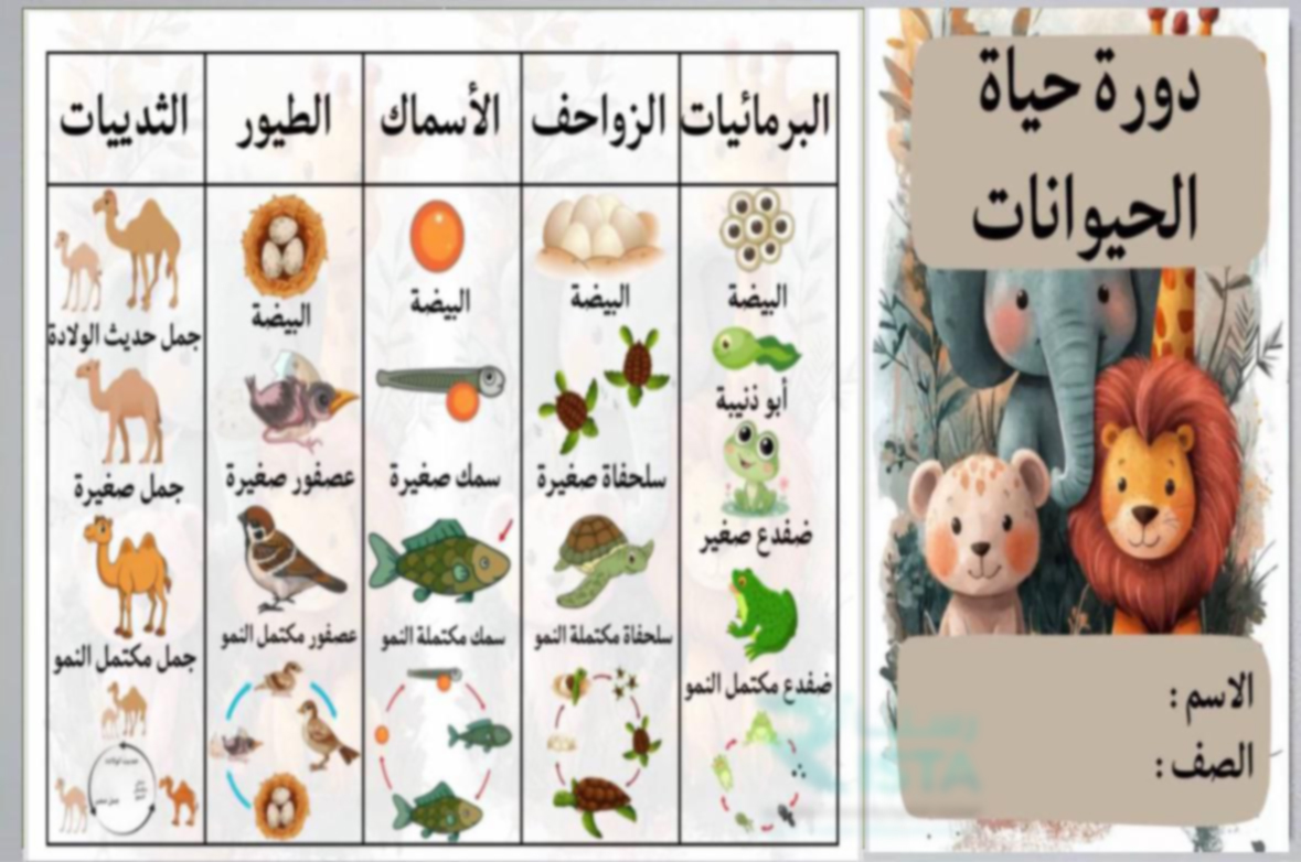 مطوية دورة حياة الحيوانات علوم الثالث الإبتدائي