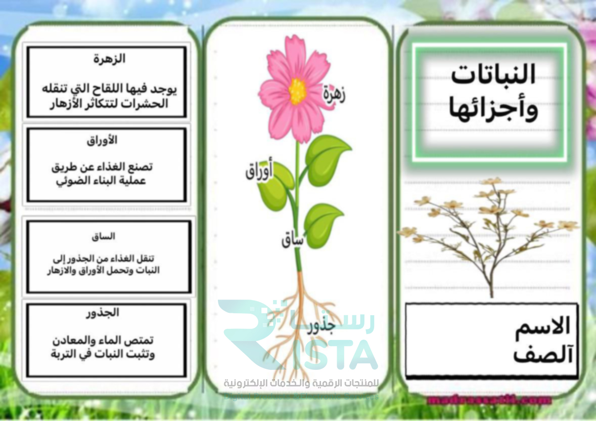 مطوية النباتات وأجزائها علوم الأول الإبتدائي