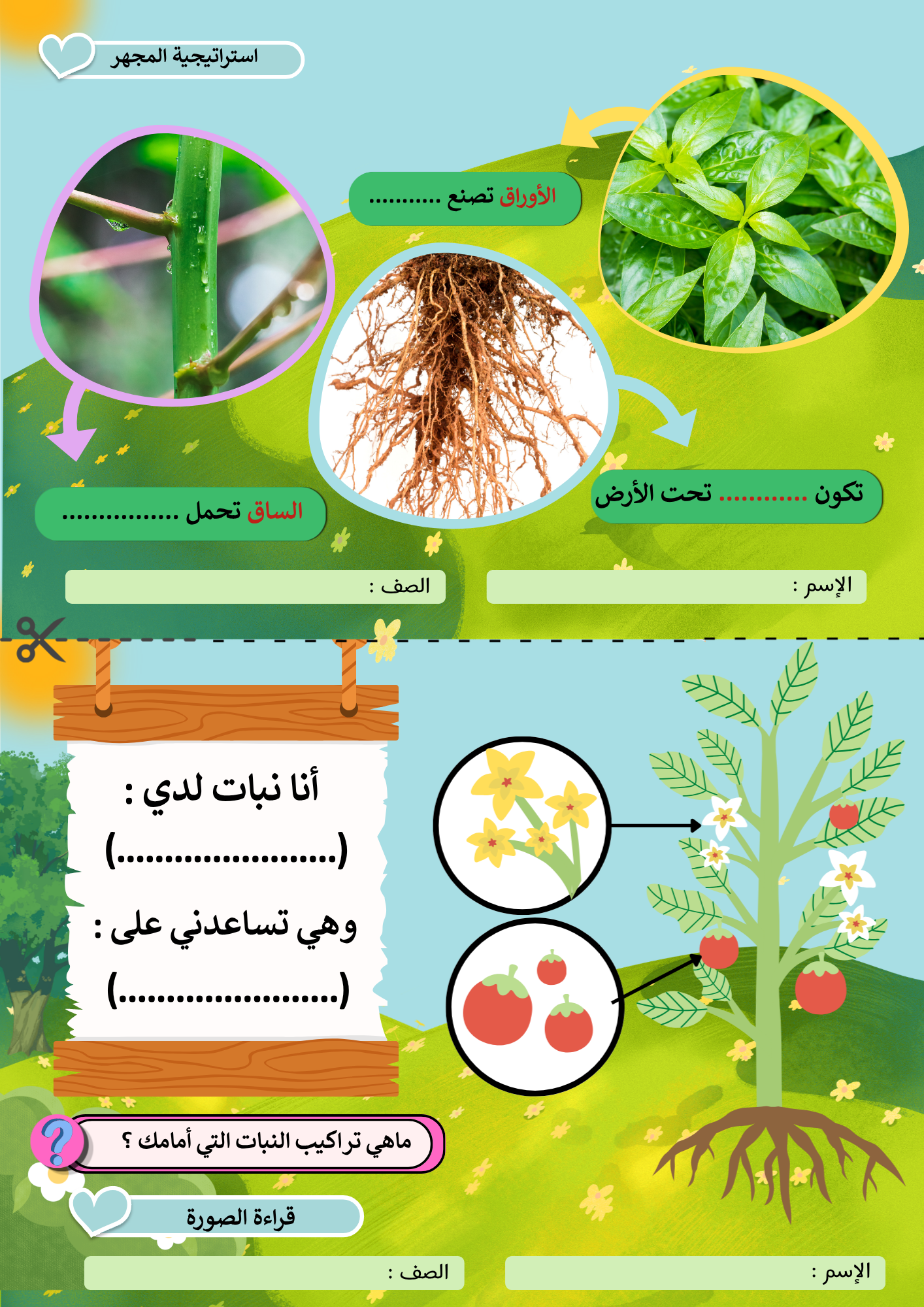 أوراق عمل درس ( النباتات وأجزائها ) علوم ثالث إبتدائي pdf