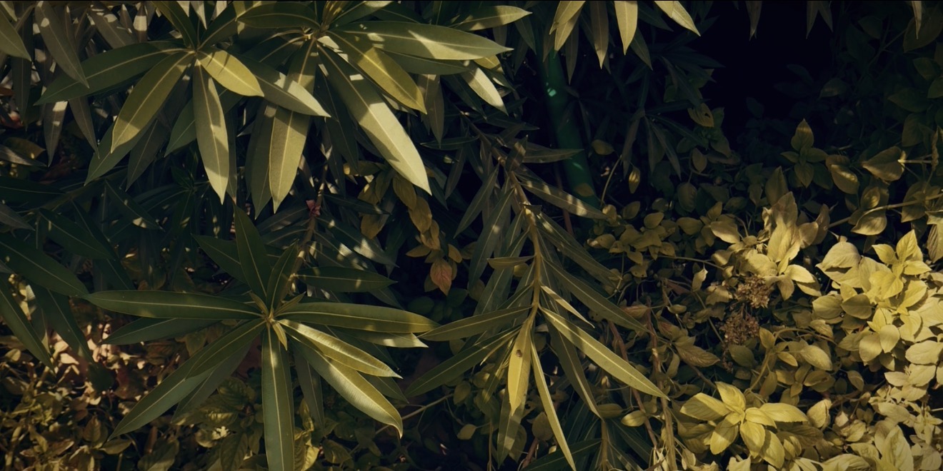 Warm Cine |  فلتر  سينمائي دافـئ