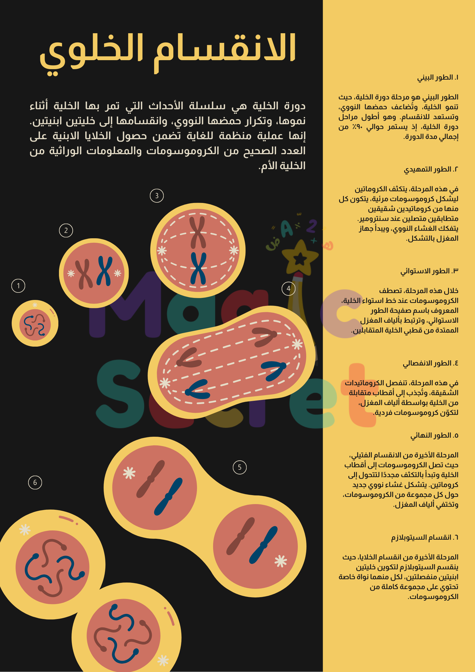 مطوية لمادة علوم الصف الثالث متوسط - الانقسام الخلوي