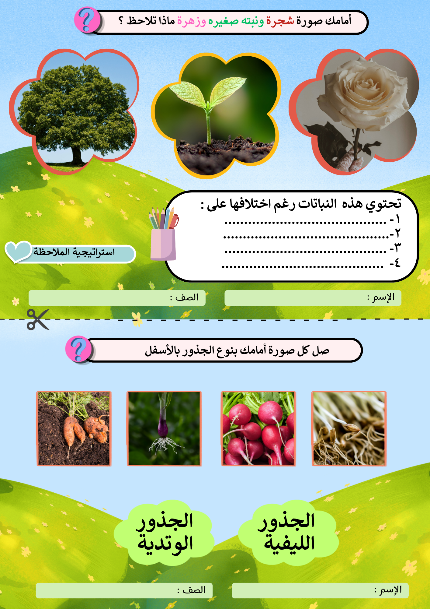 أوراق عمل درس ( النباتات وأجزائها ) علوم ثالث إبتدائي pdf