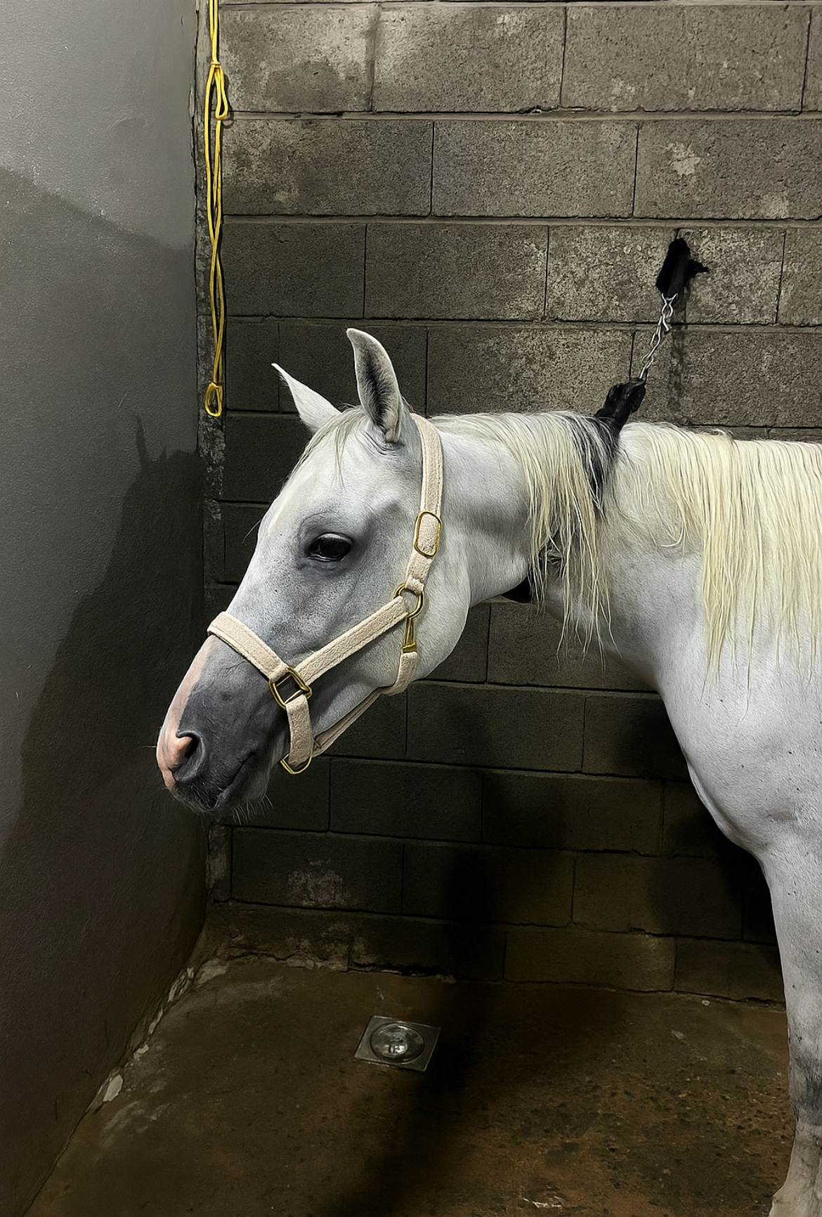 رشمه خيل عربي