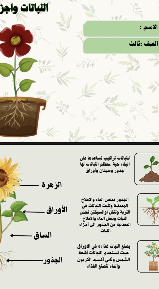 مطوية علوم صف ثالث درس النباتات وأجزاؤها صف ثالث الفصل الاول