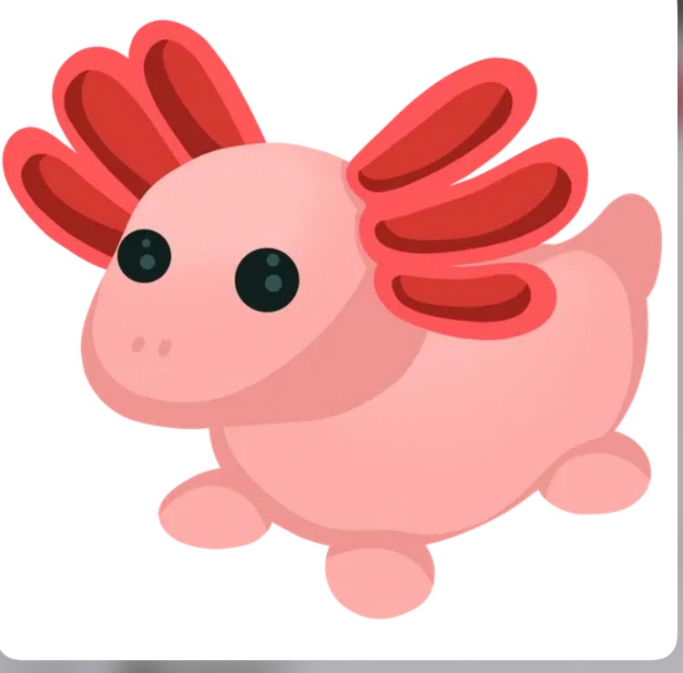 Axolotl